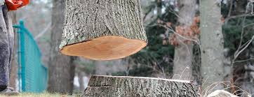 How Our Tree Care Process Works  in  Kendall Park, NJ