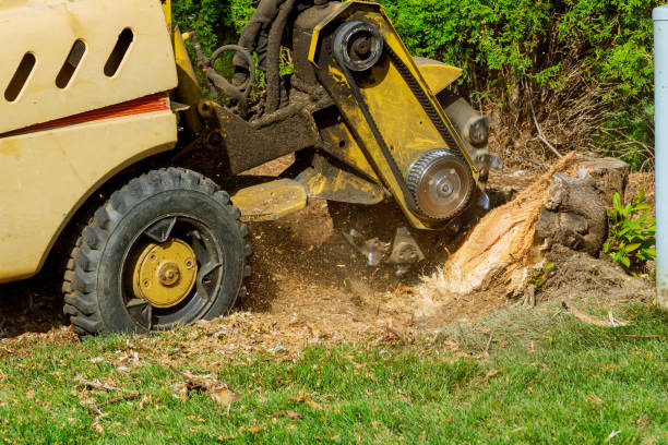 Best Hazardous Tree Removal  in Kendall Park, NJ