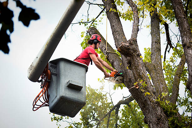 Best Leaf Removal  in Kendall Park, NJ