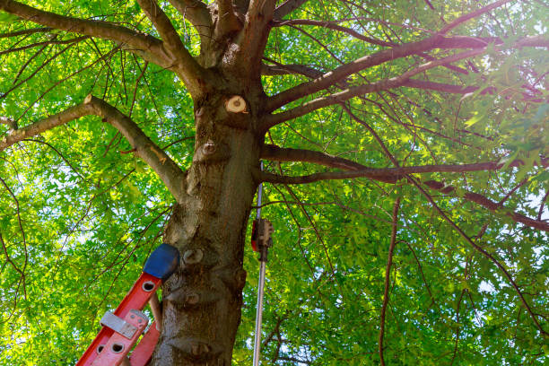 Reliable Kendall Park, NJ Tree Services Solutions